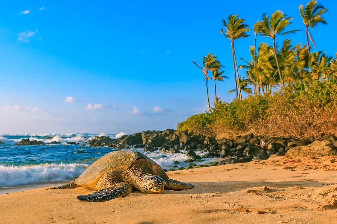 Kuhio Village 507 Honolulu United States